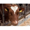 Технологии для ферм крупного рогатого скота (КРС)